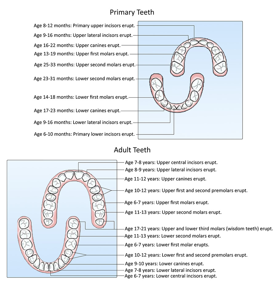 tooth eruption graphic